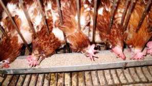 Ako kŕmenie dymu doma, aby išli dobre?